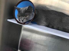 -芭比堂动物医院·犬猫全科·异宠专科(雁塔分院)