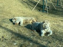 -北京野生动物园