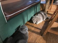 -猫的天空之城概念书店(杭州南宋御街店)