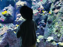 -迪拜水族馆及水下动物园