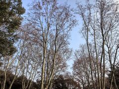 -上海共青森林公园