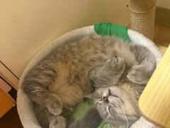 -爱宠屋pet shop·宠物洗澡·宠物美容