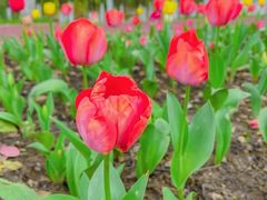 -艾溪湖湿地公园