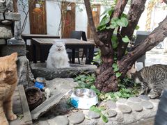 -喵屿·大理花园猫咖