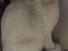 -萌兽医馆·犬猫专科·眼科中心·宠物医院(朝阳门分院)