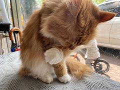 -平行世界·猫咖(首经贸店)