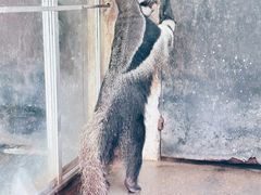 -上海野生动物园