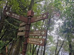 -铁山坪森林公园