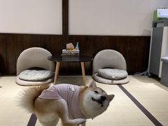 -逗柴咖啡屋·狗咖猫咖宠物桌游