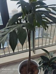 -HEYAN荷妍专业脱毛连锁机构