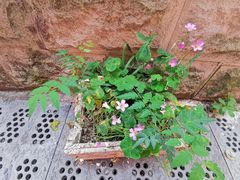 -石井坡(地铁站)