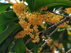 -证大大拇指广场(芳甸路店)