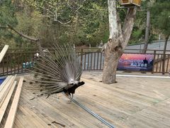 -西霞口神雕山野生动物世界