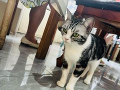 -猫小院猫主题餐厅(南锣旗舰店)