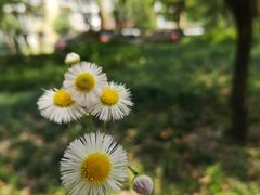 -上海鲜花港
