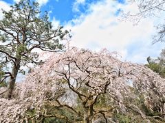 -京都御所