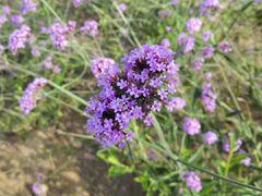 -北京东方普罗旺斯薰衣草庄园