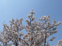 -羊山湖公园