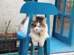 门面-Sirena海妖日咖夜酒