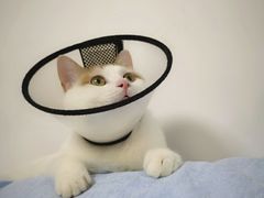 -纳吉亚猫专科动物诊疗中心(蒋宅口分院)
