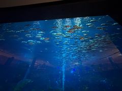 -三亚亚特兰蒂斯度假区