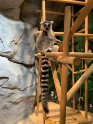 -Zoolung Zoolung动物主题公园(海信广场店)