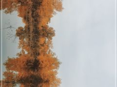 -金塔沙漠胡杨林景区