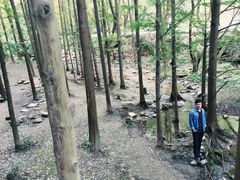 -铁山坪森林公园