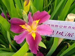 鸢尾花-圩墩遗址公园