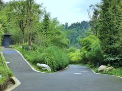 -都江堰中华大熊猫苑