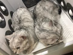 -PETKIT小佩宠物(古北店)