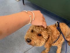 -顺强宠物诊所·狂犬免疫·夜诊·骨科(嘉定店)