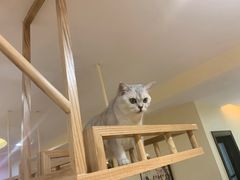-滚猫咖啡·猫咖·猫友好撸猫(未来城店)