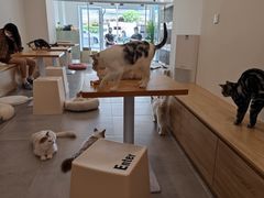 -有喵·猫咖·狗咖·30几只猫10只小狗(岗厦店)