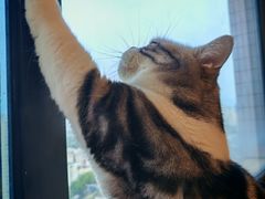 -有喵·猫咖·狗咖·30几只猫10只小狗(岗厦店)
