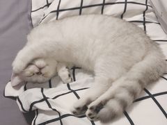 -袖虎·猫馆(体育西路店)