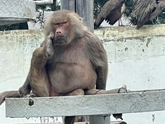 -西霞口神雕山野生动物世界