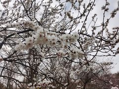 -樱花山风景区