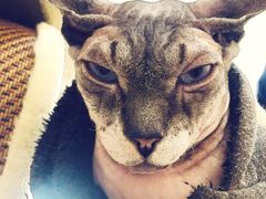 -共舞时光猫咖·狗咖(新街口店)