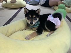 -逗柴咖啡屋·狗咖猫咖宠物桌游