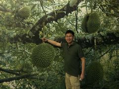 -都念榴莲·城市榴莲