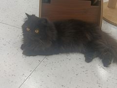 -喵园·猫主题咖啡厅·撸猫·猫咖(国贸店)