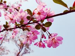 -铁山坪森林公园