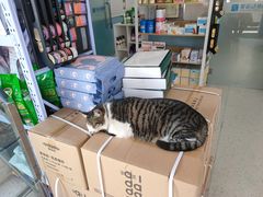 -爱诺动物医院(崂山店)