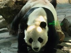 -泉州海丝野生动物世界