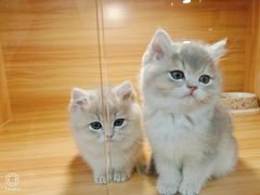-猫十亿·布偶金渐层·曼基康矮脚猫舍(青年路店)