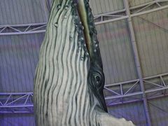 -烟台海昌鲸鲨海洋公园