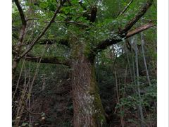 -黄山翡翠谷景区