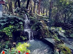 -深圳仙湖植物园