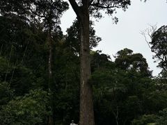 -海南热带雨林国家公园吊罗山景区